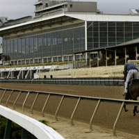 Pimlico Race Track Betting Odds